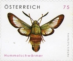 Colnect-1156-644-Broad-bordered-Bee-Hawkmoth-Hemaris-fuciformis.jpg