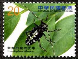 Colnect-1854-155-Long-horned-Beetle-Anoplophora-albopicta.jpg