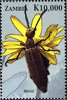Colnect-3051-621-Blister-Beetle-Lytta-vesicatoria.jpg