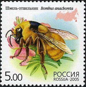 Colnect-6229-667-Bumblebee-Bombus-anachoreta.jpg