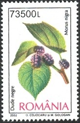 Colnect-758-117-Mulberry-Morus-nigra.jpg