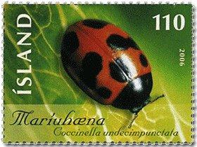 Colnect-1096-780-Eleven-spot-Ladybird-Coccinella-undecimpunctata.jpg
