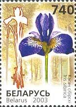 Colnect-191-533-Iris-sibirica---Siberian-Iris.jpg