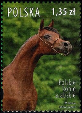 Colnect-3065-300-Polish-Arabians-Equus-ferus-caballus.jpg
