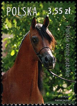 Colnect-3065-302-Polish-Arabians-Equus-ferus-caballus.jpg