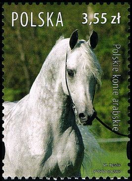 Colnect-3065-303-Polish-Arabians-Equus-ferus-caballus.jpg