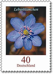 Colnect-580-114-Flowers---Leberblumchen-Liverwort-Hepatica-sp.jpg