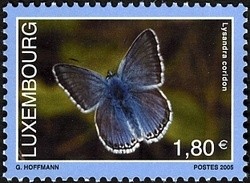 Colnect-858-541-Chalkhill-Blue-Polyommatus-coridon.jpg