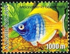 Colnect-1603-519-Boeseman-s-Rainbowfish-Melanotaenia-boesemani.jpg