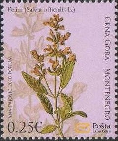 Colnect-1443-709-Medicinal-herbs---Sage-Salvia-officinalis.jpg