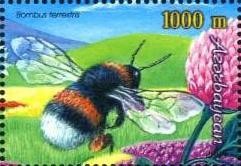 Colnect-1097-776-Buff-tailed-Bumblebee-Bombus-terrestris.jpg