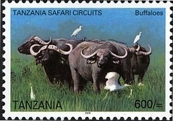 Colnect-1690-444-African-Buffalo-Syncerus-caffer.jpg