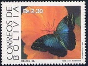 Colnect-2102-201-Owl-Butterfly-Caligo-sp.jpg