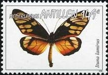 Colnect-966-955-Milkweed-Butterfly-Ituna-lamirus.jpg