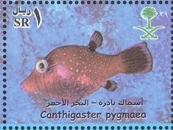 Colnect-1729-777-Pygmy-Toby-Canthigaster-pygmaea.jpg