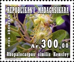 Colnect-1458-426-Rhopalocarpus-similis-Hemsley.jpg