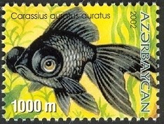 Colnect-1603-518-Goldfish-Carassius-auratus-auratus.jpg