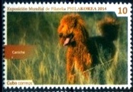 Colnect-2859-603-Poodle-Canis-lupus-familiaris.jpg
