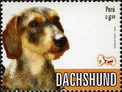 Colnect-1584-934-Short-haired-Dachshund-Canis-lupus-familiaris.jpg