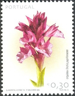 Colnect-568-027-Orchis-papilionacea.jpg