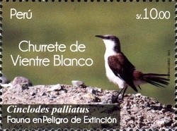 Colnect-1597-763-White-bellied-Cinclodes-Cinclodes-palliatus.jpg
