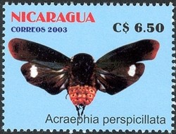 Colnect-911-715-Insect-Acraephia-perspicillata.jpg