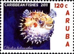 Colnect-1366-338-Longspine-Porcupinefish-Diodon-holocanthus.jpg