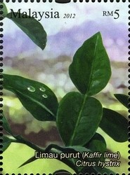 Colnect-1434-465-Aromatic-Plants---Kaffir-Lime.jpg