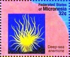 Colnect-5580-363-Deep-sea-anemone.jpg