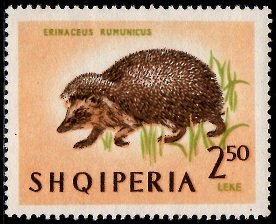 Colnect-2591-355-European-Hedgehog-Erinaceus-europaeus.jpg