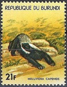 Colnect-4840-790-Honey-Badger-Mellivora-capensis.jpg