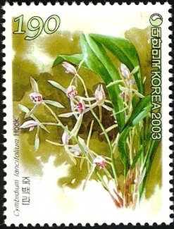 Colnect-1606-185-Cymbidium-lancifolium-Hook.jpg