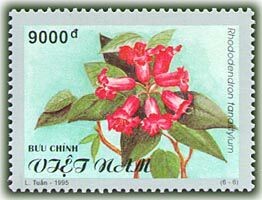 Colnect-1160-391-Rhododendron-tanakyam.jpg