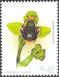 Colnect-568-019-OrchidOphrys-Bombyliflora.jpg