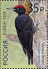 Colnect-4724-119-Black-woodpecker-Dryocopus-martius.jpg