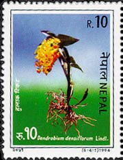 Colnect-3677-388-Dendrobium-densiflorum.jpg