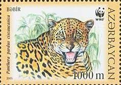 Colnect-1097-781-Caucasian-Leopard--Panthera-pardus-ciscaucasica.jpg