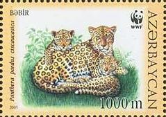 Colnect-1097-782-Caucasian-Leopard--Panthera-pardus-ciscaucasica.jpg