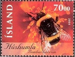 Colnect-1126-629-Buff-tailed-Bumblebee-Bombus-lucorum.jpg