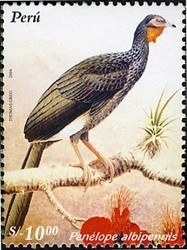 Colnect-1572-158-White-winged-Guan-Penelope-albipennis.jpg