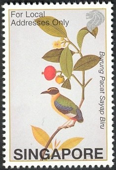 Colnect-1606-831-Blue-winged-Pitta-Pitta-moluccensis.jpg