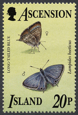 Colnect-853-310-Long-tailed-Blue-Lampides-boeticus.jpg