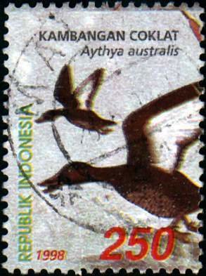 Colnect-940-842-White-eyed-Duck-Aythya-australis-.jpg