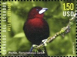 Colnect-973-176-Silver-beaked-Tanager-Ramphocelus-carbo.jpg