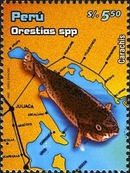 Colnect-1584-578-High-Andean-Pupfish-Orestias-sp.jpg
