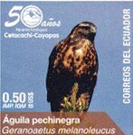 Colnect-5486-214-Black-Chested-Eagle-Geranoaetus-melanoleucus.jpg