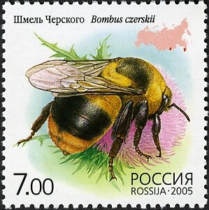 Colnect-6229-671-Bumblebee-Bombus-czerskii.jpg