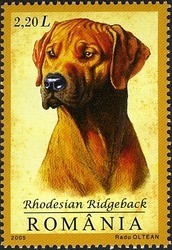 Colnect-760-503-Rhodesian-Ridgeback-Canis-lupus-familiaris.jpg