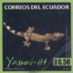 Colnect-2859-861-Turnip-tailed-Gecko-Thecadactylus-solimoensis.jpg