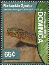 Colnect-3292-727-Fantastic-Least-Gecko-Sphaerodactylus-fantasticus.jpg